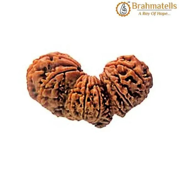 Trijuti Rudraksha Java - The Ultimate Symbol of Divine Unity | Brahmatells by Brahmatells