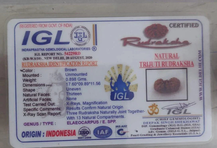 Trijuti Rudraksha Java - The Ultimate Symbol of Divine Unity | Brahmatells by Brahmatells