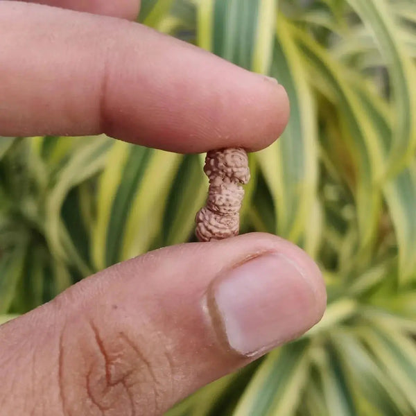 Trijuti Rudraksha Java - The Ultimate Symbol of Divine Unity | Brahmatells by Brahmatells