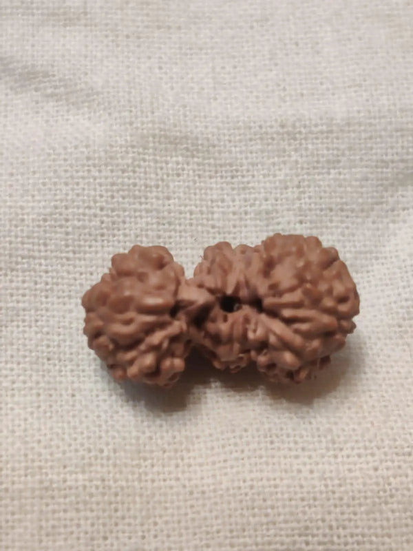 Trijuti Rudraksha Java - The Ultimate Symbol of Divine Unity | Brahmatells by Brahmatells