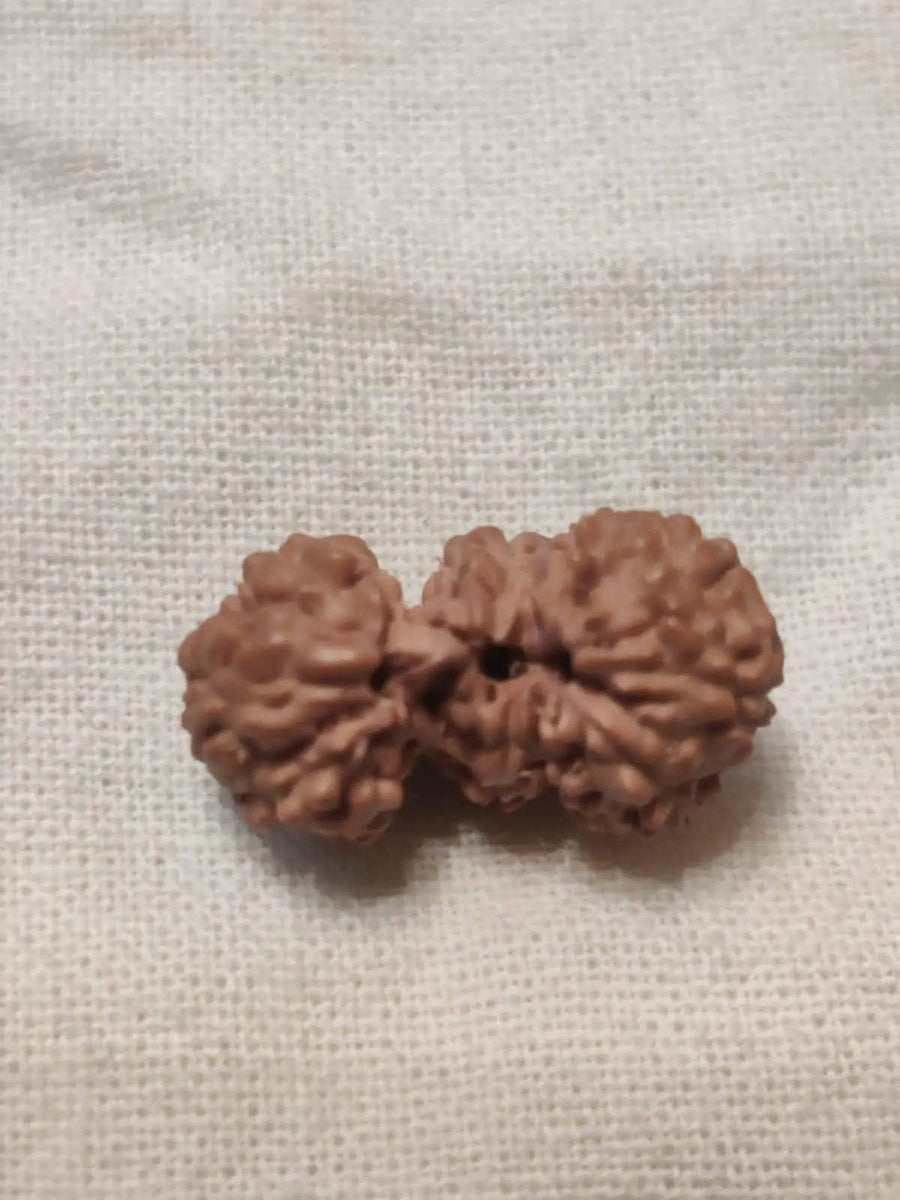 Trijuti Rudraksha Java - The Ultimate Symbol of Divine Unity | Brahmatells by Brahmatells