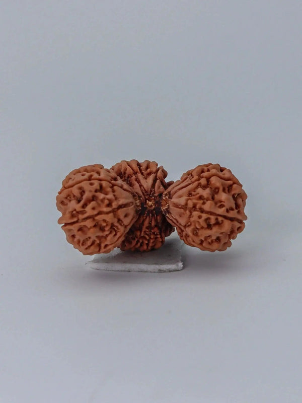 Trijuti Rudraksha - Uniting Cosmic Forces | Brahmatells by Brahmatells