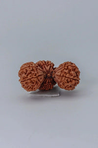 Trijuti Rudraksha - Uniting Cosmic Forces | Brahmatells by Brahmatells