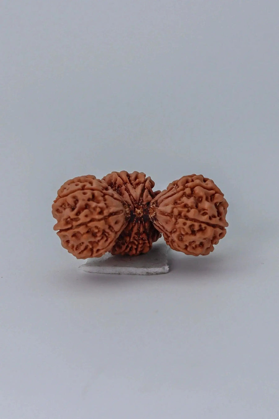 Trijuti Rudraksha - Uniting Cosmic Forces | Brahmatells by Brahmatells