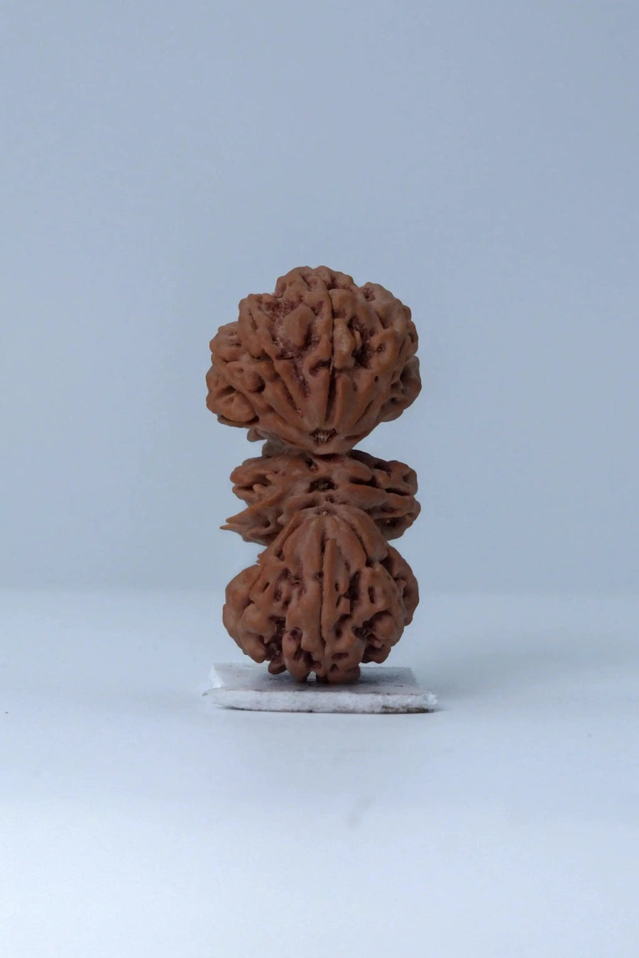 Trijuti Rudraksha - Uniting Cosmic Forces | Brahmatells by Brahmatells