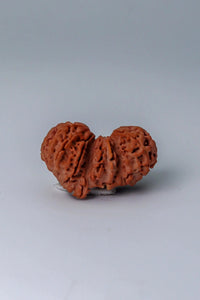 Trijuti Rudraksha - Uniting Cosmic Forces | Brahmatells by Brahmatells