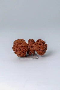 Trijuti Rudraksha - Uniting Cosmic Forces | Brahmatells by Brahmatells