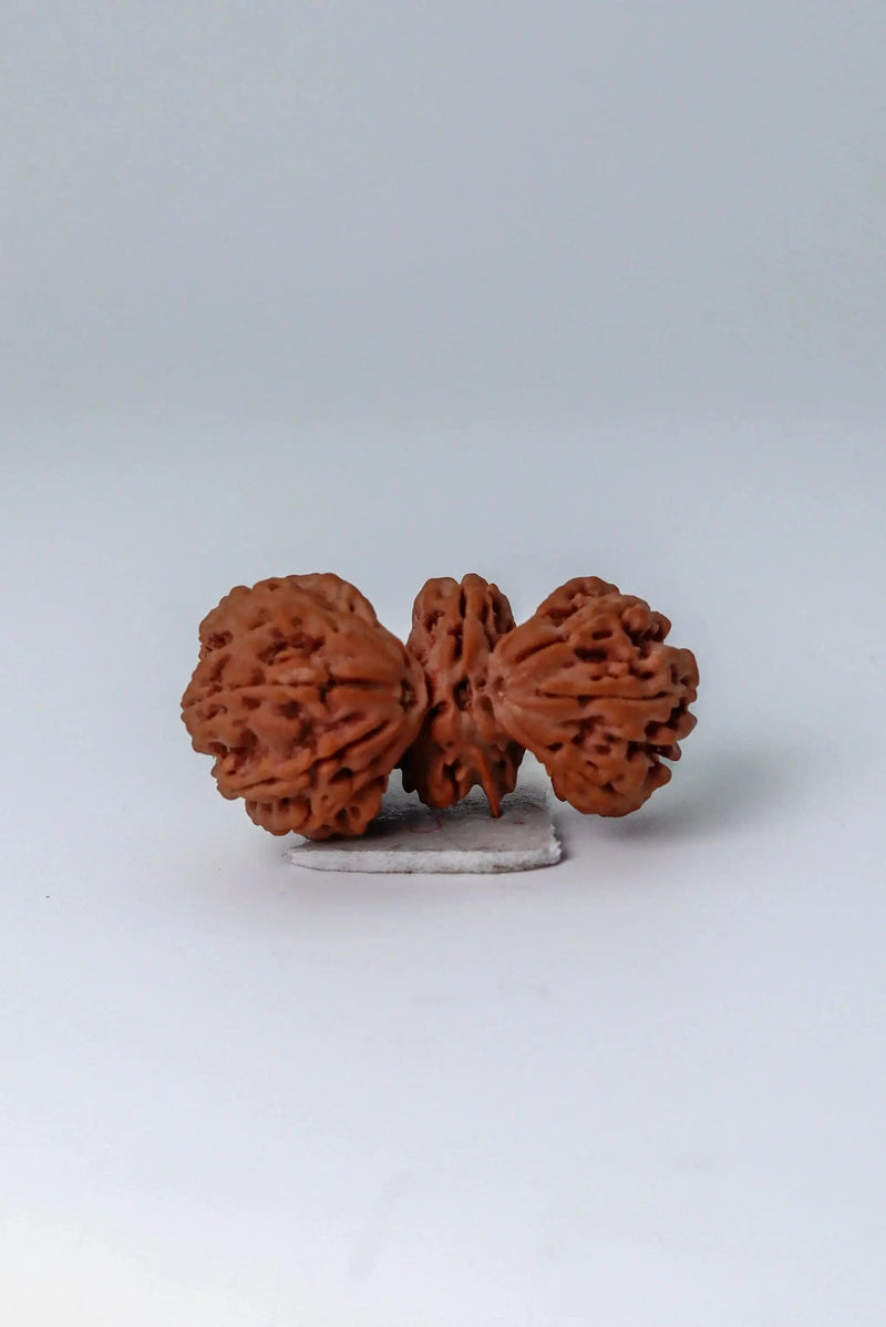 Trijuti Rudraksha - Uniting Cosmic Forces | Brahmatells by Brahmatells