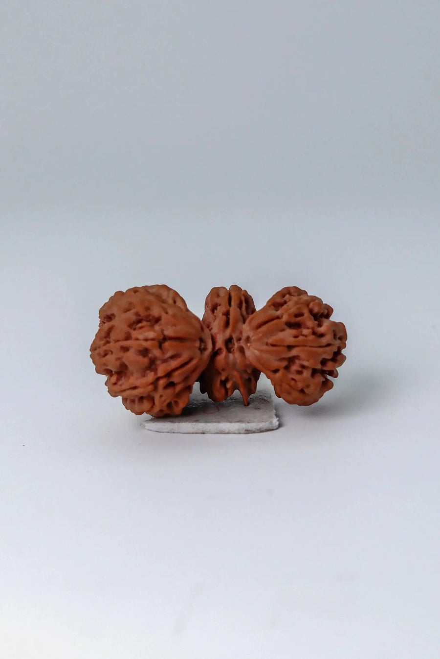 Trijuti Rudraksha - Uniting Cosmic Forces | Brahmatells by Brahmatells
