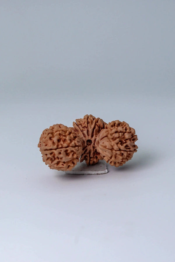 Trijuti Rudraksha - Uniting Cosmic Forces | Brahmatells by Brahmatells