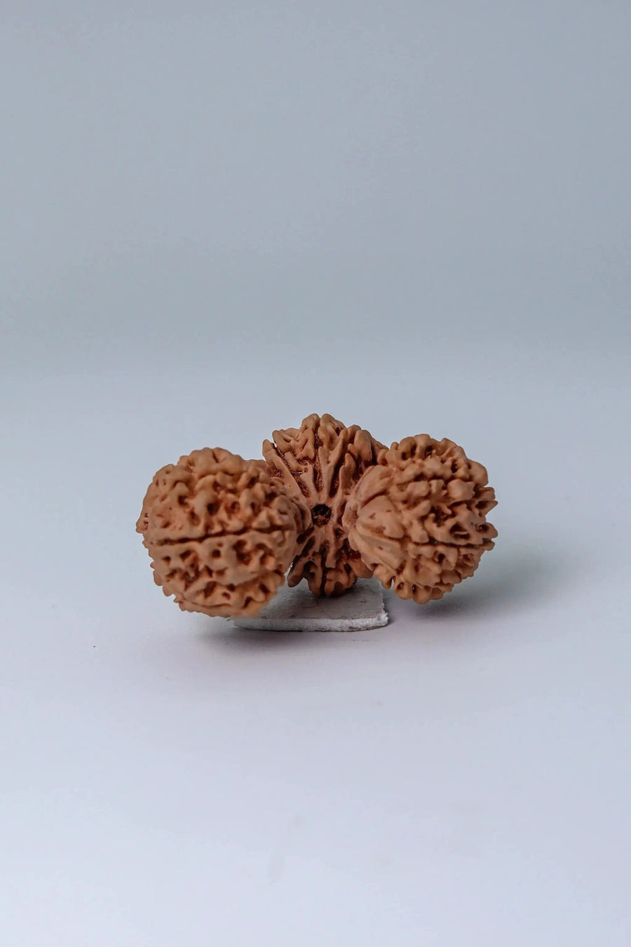 Trijuti Rudraksha - Uniting Cosmic Forces | Brahmatells by Brahmatells