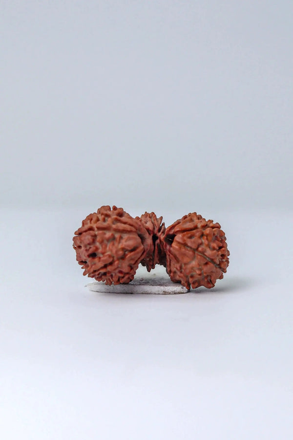 Trijuti Rudraksha - Uniting Cosmic Forces | Brahmatells by Brahmatells