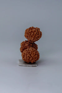 Trijuti Rudraksha - Uniting Cosmic Forces | Brahmatells by Brahmatells