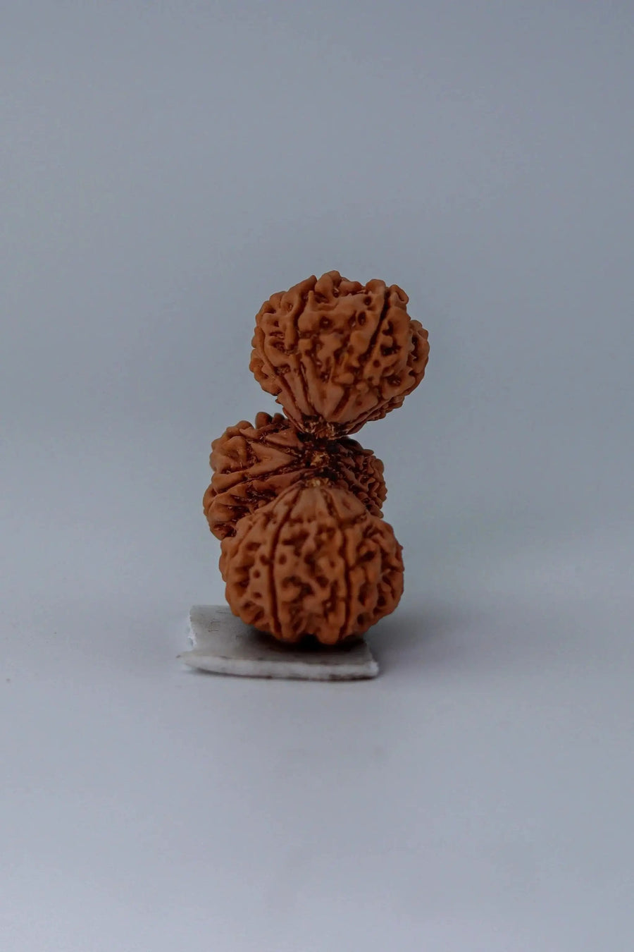 Trijuti Rudraksha - Uniting Cosmic Forces | Brahmatells by Brahmatells
