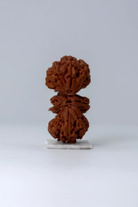 Trijuti Rudraksha - Uniting Cosmic Forces | Brahmatells by Brahmatells
