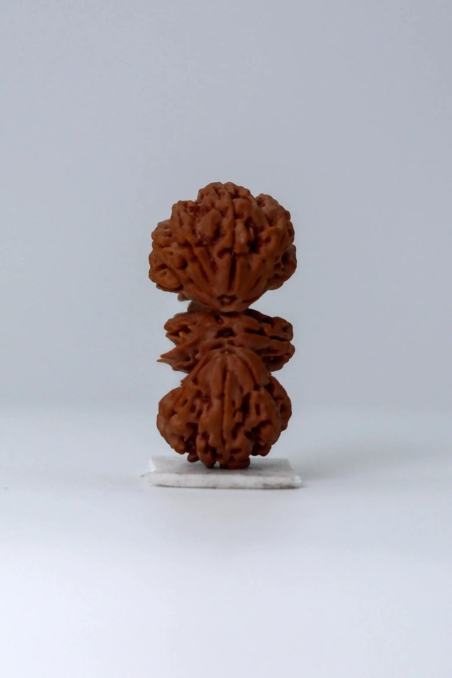 Trijuti Rudraksha - Uniting Cosmic Forces | Brahmatells by Brahmatells