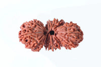 Trijuti Rudraksha - Uniting Cosmic Forces | Brahmatells by Brahmatells