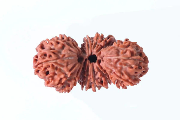 Trijuti Rudraksha - Uniting Cosmic Forces | Brahmatells by Brahmatells