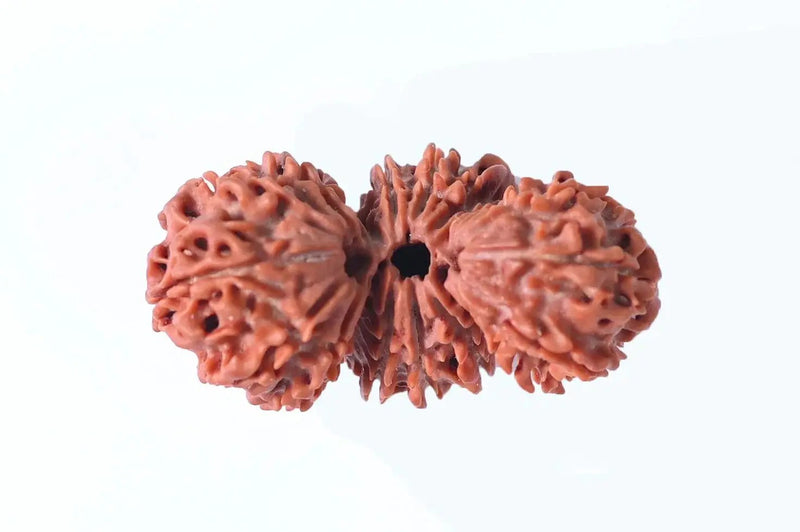 Trijuti Rudraksha - Uniting Cosmic Forces | Brahmatells by Brahmatells