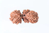 Trijuti Rudraksha - Uniting Cosmic Forces | Brahmatells by Brahmatells