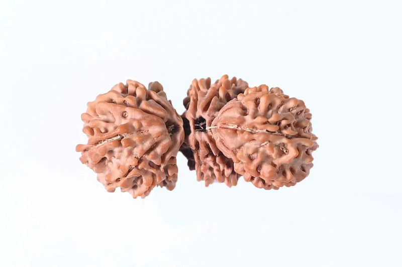 Trijuti Rudraksha - Uniting Cosmic Forces | Brahmatells by Brahmatells
