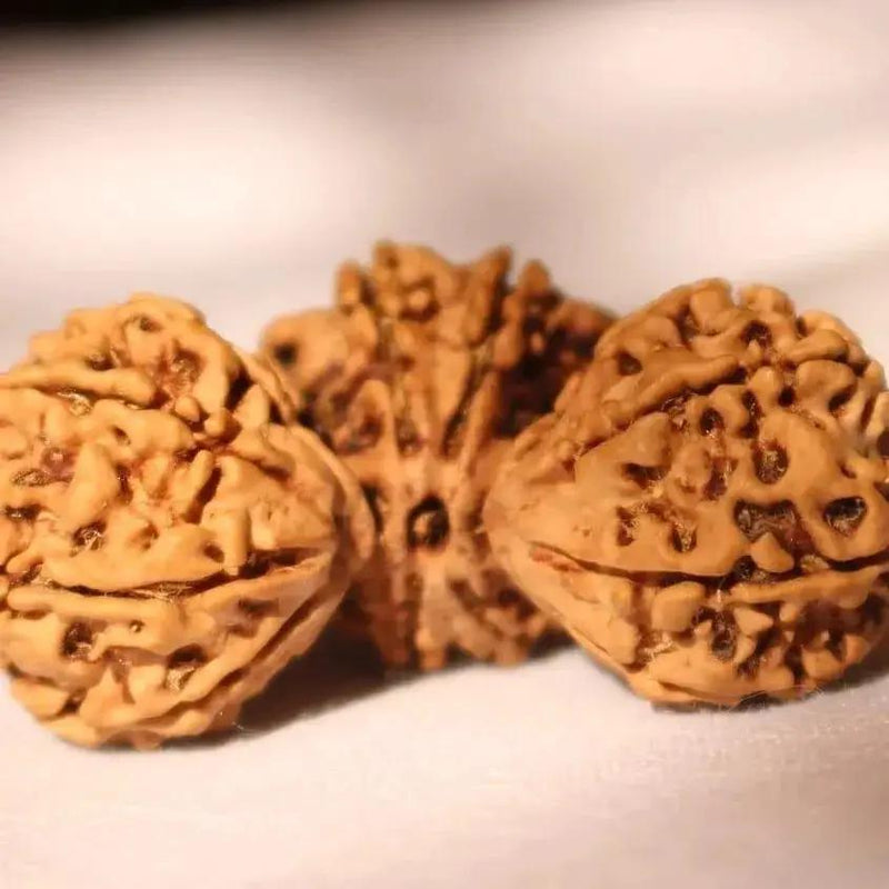 Trijuti Rudraksha - Uniting Cosmic Forces | Brahmatells by Brahmatells