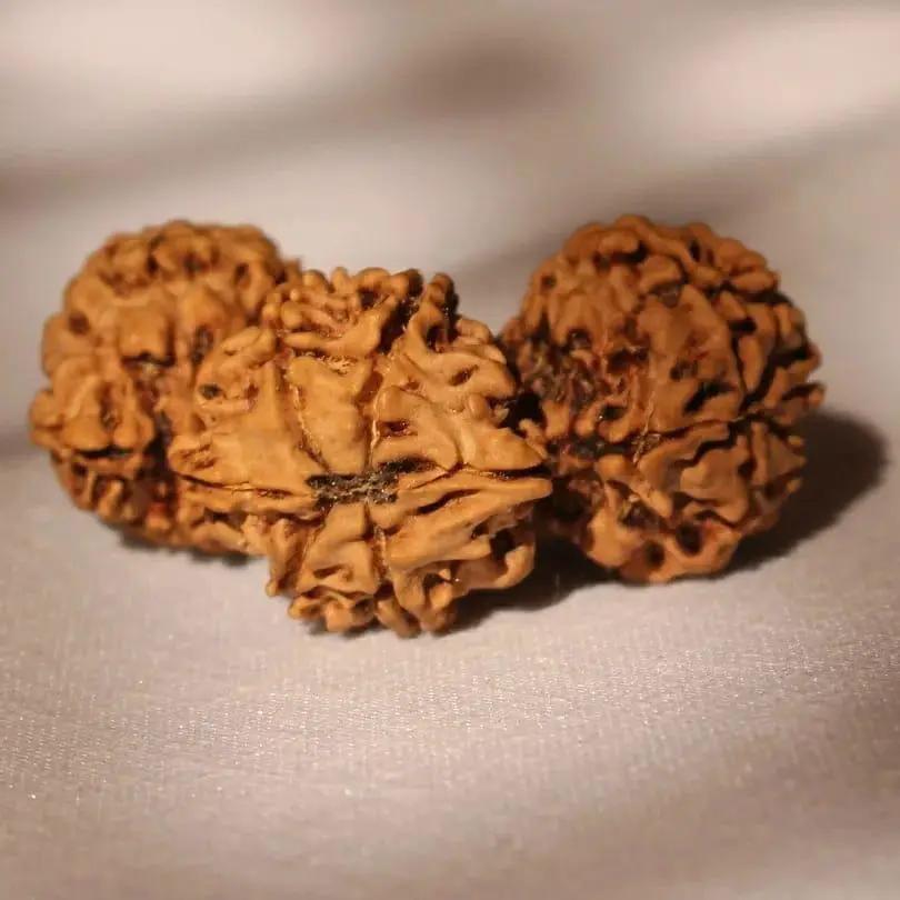 Trijuti Rudraksha - Uniting Cosmic Forces | Brahmatells by Brahmatells