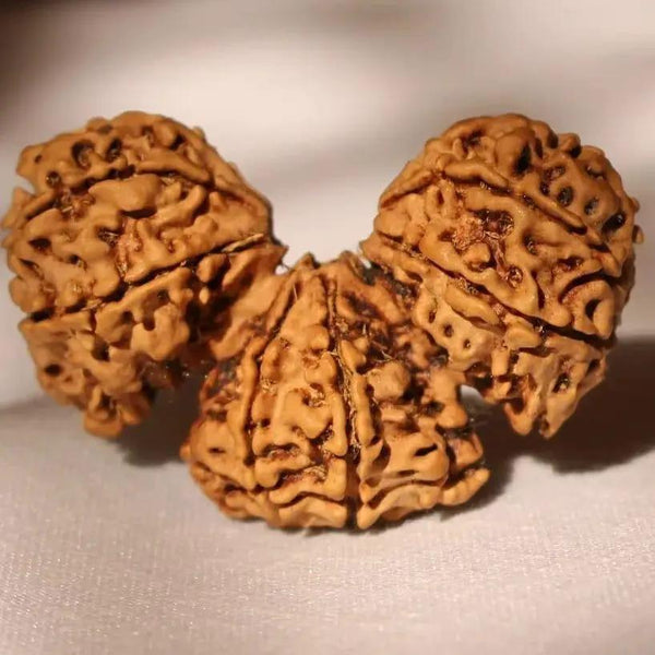 Trijuti Rudraksha - Uniting Cosmic Forces | Brahmatells by Brahmatells