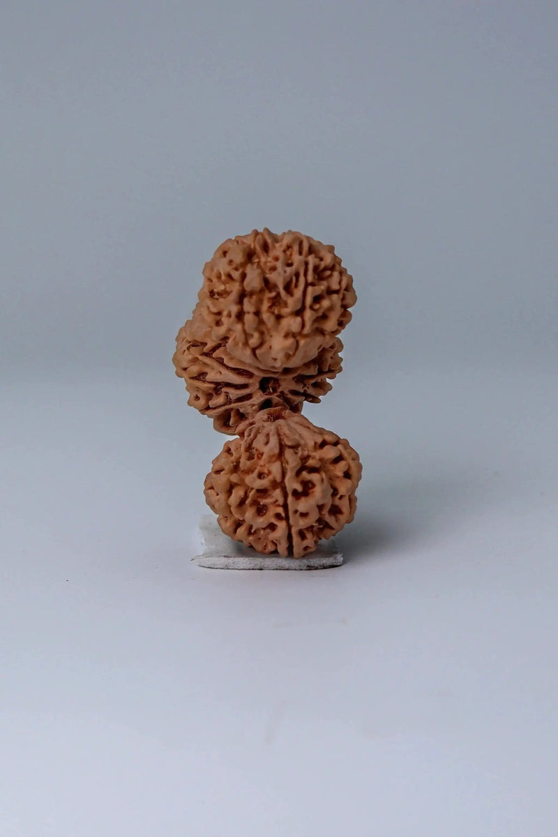 Trijuti Rudraksha - Uniting Cosmic Forces | Brahmatells by Brahmatells