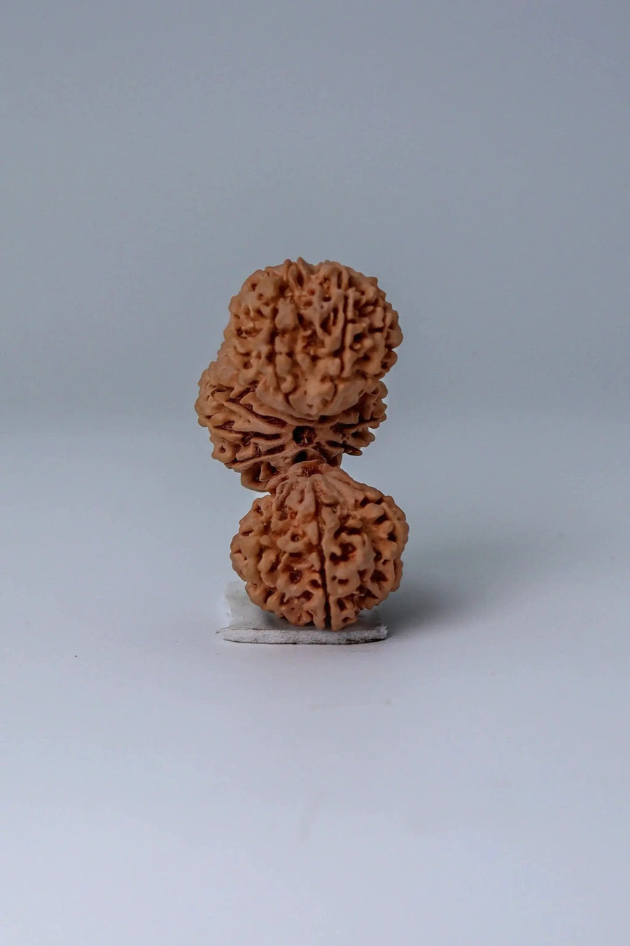 Trijuti Rudraksha - Uniting Cosmic Forces | Brahmatells by Brahmatells