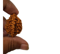 Two Mukhi Rudraksha Silver Pendant - Uniting Dual Energies | Brahmatells by Brahmatells