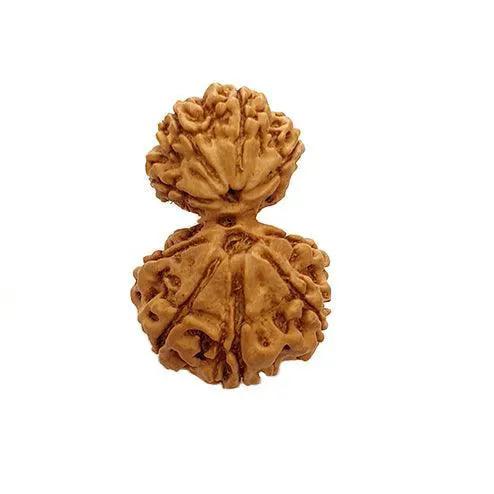 Unite with Gauri Ganesh Rudraksha - Harmony & Success | Brahmatells by Brahmatells