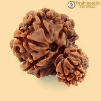 Unite with Gauri Ganesh Rudraksha - Harmony & Success | Brahmatells by Brahmatells