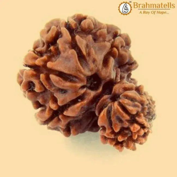 Unite with Gauri Ganesh Rudraksha - Harmony & Success | Brahmatells by Brahmatells