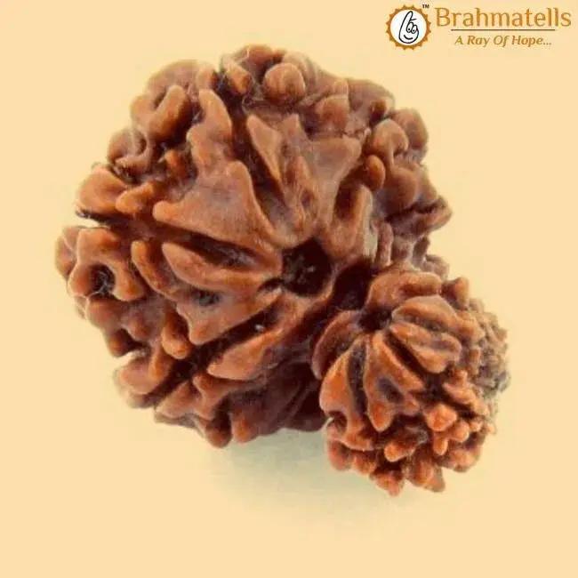 Unite with Gauri Ganesh Rudraksha - Harmony & Success | Brahmatells by Brahmatells