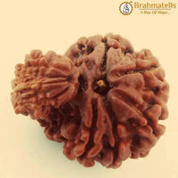 Unite with Gauri Ganesh Rudraksha - Harmony & Success | Brahmatells by Brahmatells