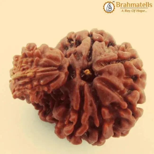 Unite with Gauri Ganesh Rudraksha - Harmony & Success | Brahmatells by Brahmatells