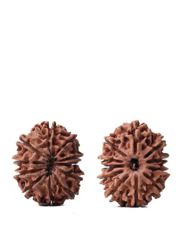 Unlock the Power of 11 Mukhi Rudraksha - Spiritual Mastery with Brahmatells by Brahmatells