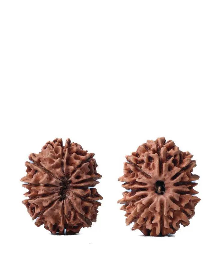 Unlock the Power of 11 Mukhi Rudraksha - Spiritual Mastery with Brahmatells by Brahmatells