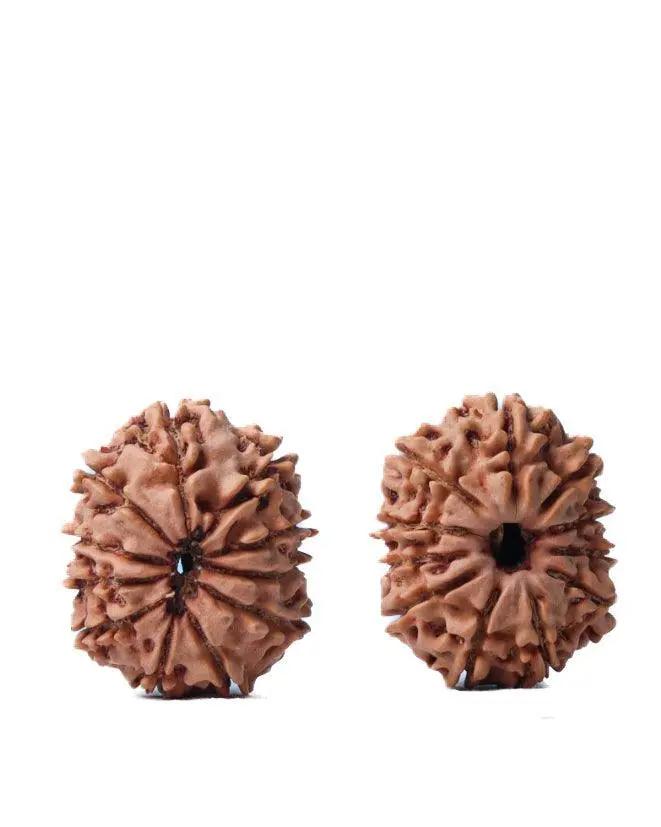 Unlock the Power of 11 Mukhi Rudraksha - Spiritual Mastery with Brahmatells by Brahmatells