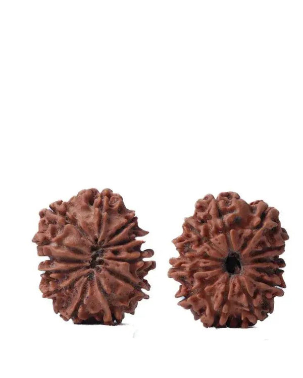 Unlock the Power of 11 Mukhi Rudraksha - Spiritual Mastery with Brahmatells by Brahmatells