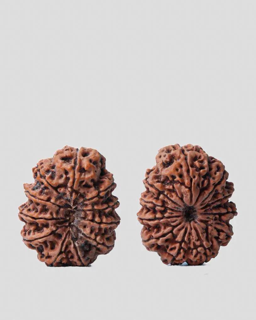 Unlock the Power of 11 Mukhi Rudraksha - Spiritual Mastery with Brahmatells by Brahmatells