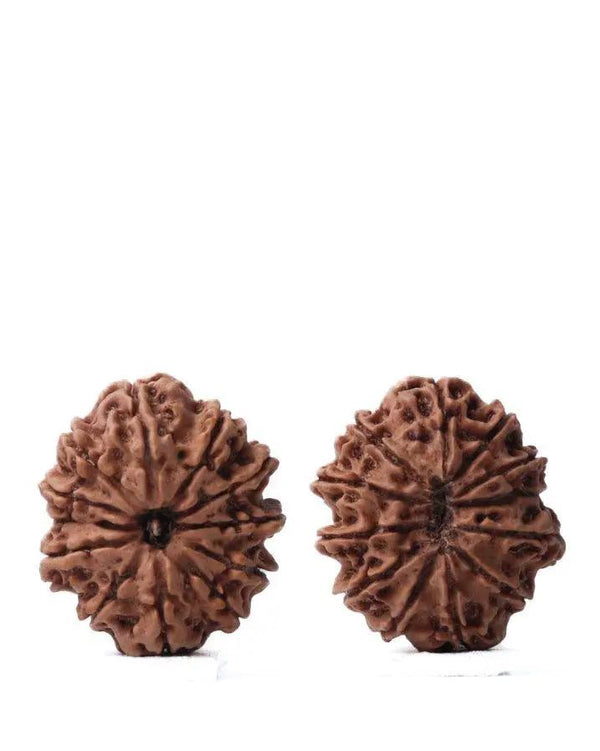Unlock the Power of 11 Mukhi Rudraksha - Spiritual Mastery with Brahmatells by Brahmatells