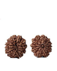 Unlock the Power of 11 Mukhi Rudraksha - Spiritual Mastery with Brahmatells by Brahmatells