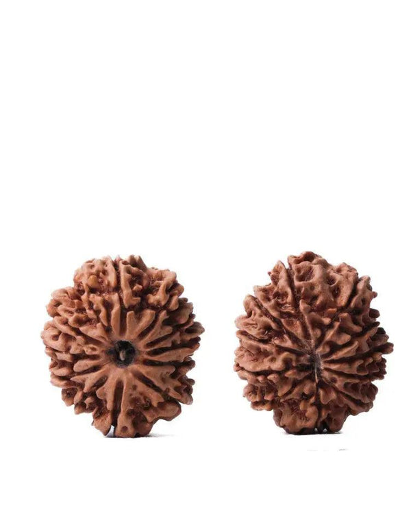 Unlock the Power of 11 Mukhi Rudraksha - Spiritual Mastery with Brahmatells by Brahmatells