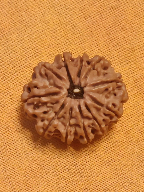 Unlock the Power of 11 Mukhi Rudraksha - Spiritual Mastery with Brahmatells by Brahmatells
