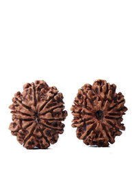 Unlock the Power of 11 Mukhi Rudraksha - Spiritual Mastery with Brahmatells by Brahmatells