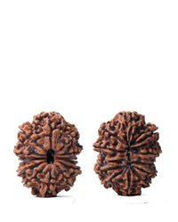 Unlock the Power of 11 Mukhi Rudraksha - Spiritual Mastery with Brahmatells by Brahmatells