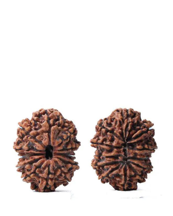 Unlock the Power of 11 Mukhi Rudraksha - Spiritual Mastery with Brahmatells by Brahmatells