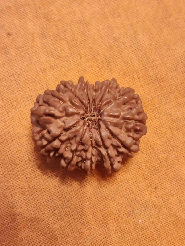 Unlock the Power of 11 Mukhi Rudraksha - Spiritual Mastery with Brahmatells by Brahmatells